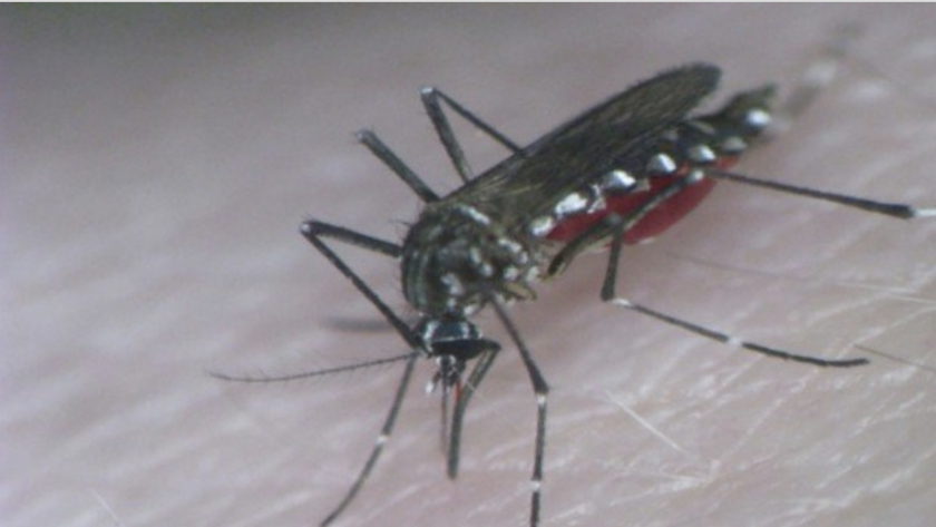 Dengue