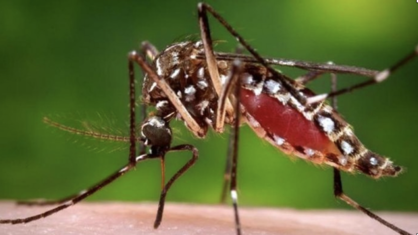 Mosquito de dengue