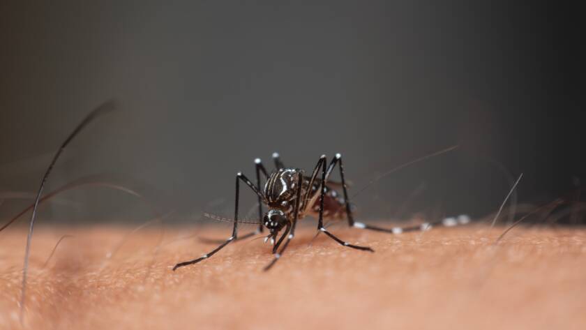 Virus Zika