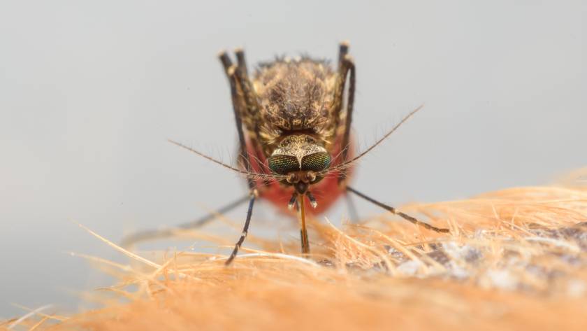 Aedes aegypri