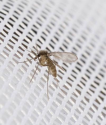Mosquito Aedes aegypti